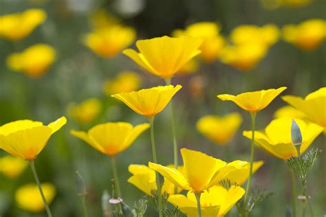 Yellow California Poppy Wildflowers Photograph By Kathy Clark Fine