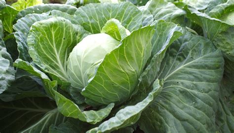 Most vegetables grow well in soil with a ph of 6.5. How to Grow Vegetables in Alkaline Soil | Garden Guides