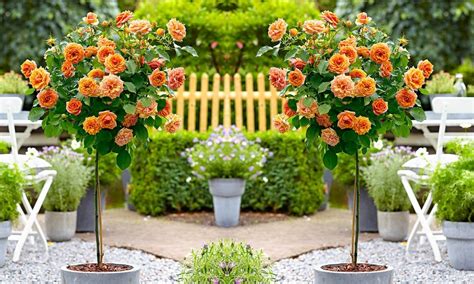 Pair Of Standard Orange Flowering Patio Rose Trees 80 100cm Tall