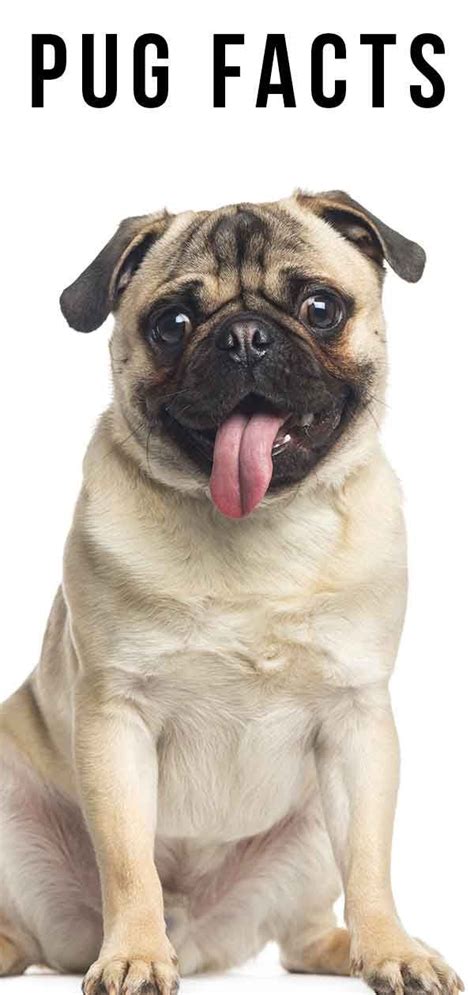 22 Pug Facts How Well Do You Really Know Your Favorite Dog The