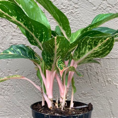 Indoor House Plant Aglaonema Pink Sparkl In 2020 House Plants Indoor