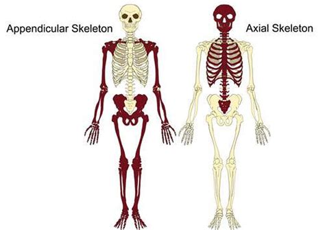 Pictures Of Axial Skeleton