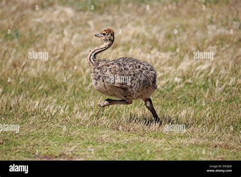 Southern Ostrich Struthio Camelus Australis Chick Running On Coastal
