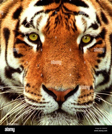 A Tigers Head This Is A Siberian Tiger Panthera Tigris Altaica From