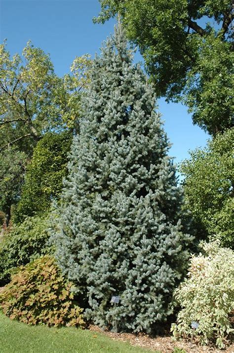 Columnar Colorado Blue Spruce Picea Pungens Iseli Fastigiata At