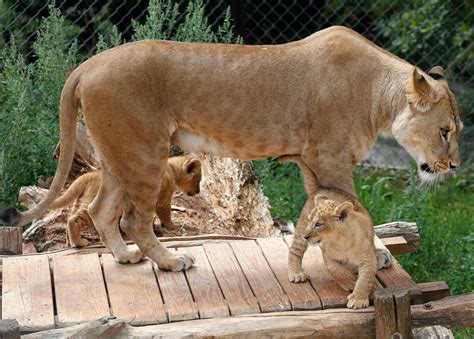 2 rare Barbary lion cubs born in Czech zoo | The Seattle Times