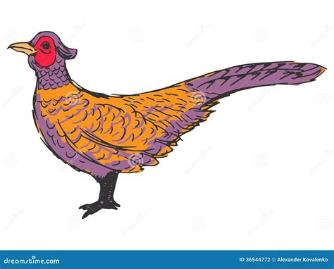 Pheasant Stock Vector Illustration Of Hunter Nature 36544772