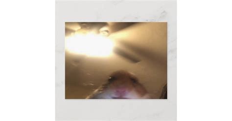 Hamster Staring Meme Postcard Zazzle