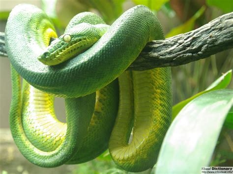 Beautiful Green Emerald Tree Boa Snake