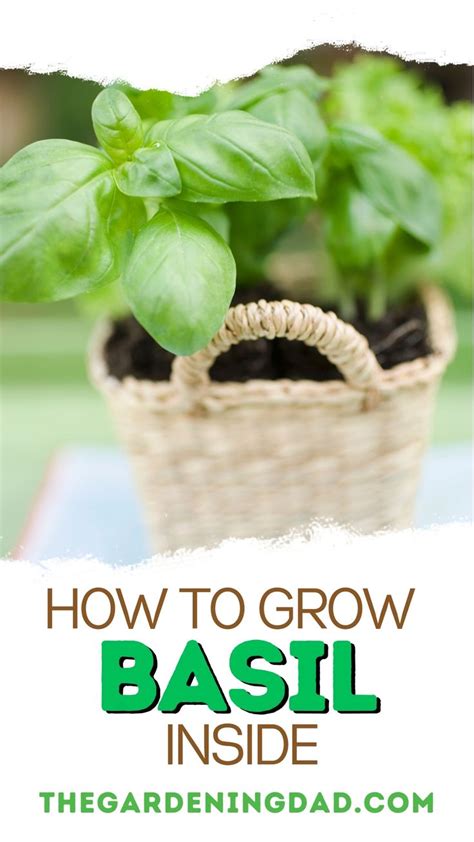 How To Grow Basil From Seed In 5 Easy Steps 2022 Guide Growing