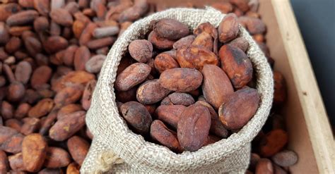 Cocoa Price Forecast Is Cocoa A Good Investment