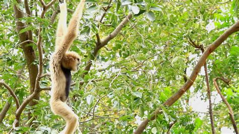 Monkey Climbing A Tree Gold Monkey Stock Footage Video 6285233