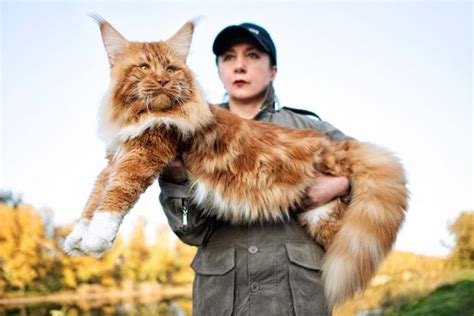 Maine Coon Size Compared To A Normal Cat With Pictures Excited Cats