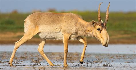 Antelope History And Some Interesting Facts