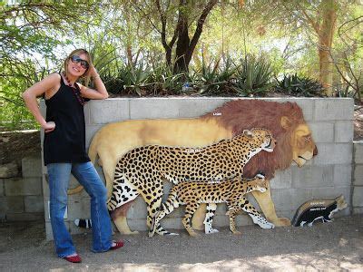 Mountain lions are the fourth largest cat species in the world, behind the lion, tiger and jaguar. lion, cheetah, serval, housecat size comparison! | felines ...