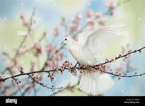 White Dove And Flower Hi Res Stock Photography And Images Alamy