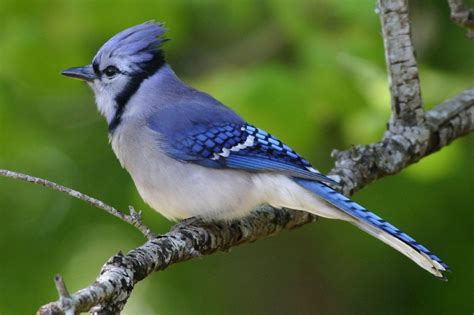 The Blue Jay Canadian Lovely Bird Basic Facts And Information Beauty