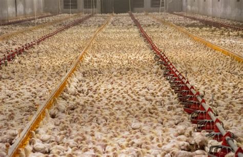 Factory Farm To Table The Truth Behind Cheap Meat Eggs And Dairy