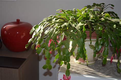 It's going to require the right cleaning products and some elbow grease. Comment prendre soin de votre cactus de Noël - Jacky La ...