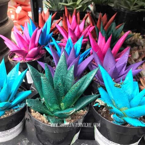 15 Amazing Purple Succulents And Cacti You Would Love Succulent Plant