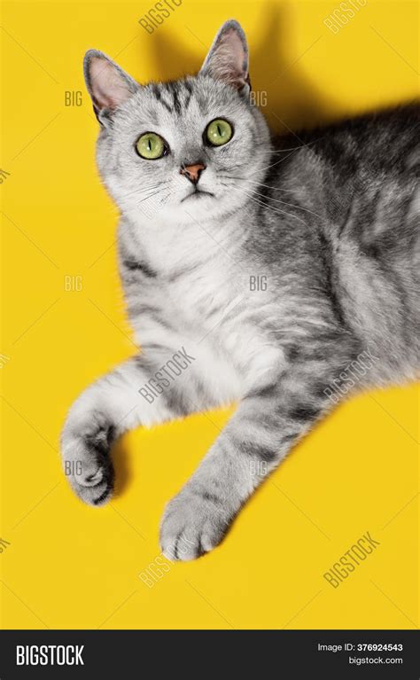 Grey Silver Tabby Cat Image And Photo Free Trial Bigstock