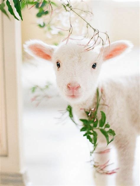 Pin By Cassie Coffey On Animals Animals Beautiful Baby Lamb Baby Goats