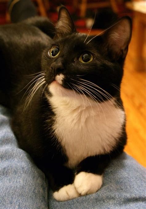Different Tuxedo Cat Breeds Pets Lovers