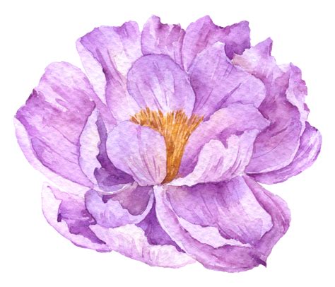 Colecci N De Acuarela De Flor Violeta Png