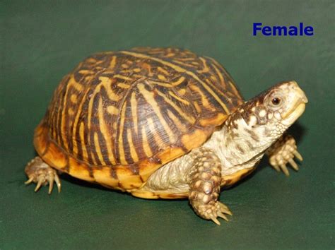 And, thanks to their sharp claws, these little turtles are also great climbers, which makes properly securing your pet's enclosure necessary. Ornate Box Turtle | Turtle, Box turtle, Russian tortoise