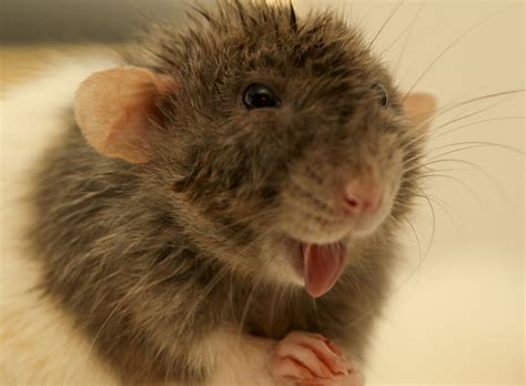 See more ideas about dumbo rat, cute rats, pet rats. 1816 best Everything Rats images on Pinterest | Rats ...