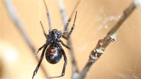 3 Boys Let Black Widow Bite Them In Hopes Of Turning Into Spider Man