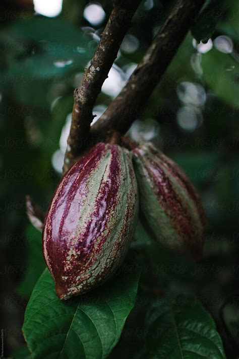 Two Cocoa Fruits Growing On The Tree By Stocksy Contributor Synchro