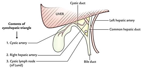 Thorax Lymph Node