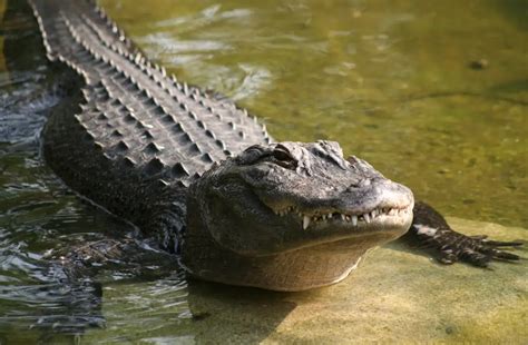 Do American Alligators Live In Mexico Natural World Life