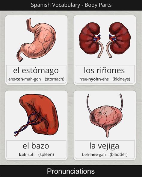 How to say the months in spanish. How to say Stomach, Kidneys, Spleen, & Bladder in Spanish ...