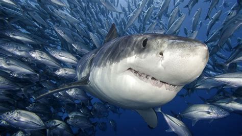 Este tiburón blanco tan conocido, recibe una gran cantidad de nombres a lo largo de su área de características del tiburón blanco. Wallpapers tiburon blanco