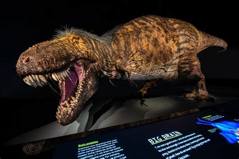 What The Tyrannosaurus Rex Really Looked Like Readers Digest