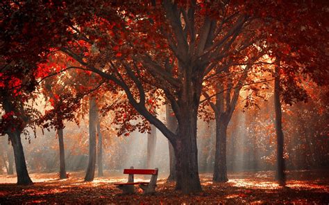 4557038 Path Bench Nature Empty Park Atmosphere Mist Morning