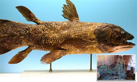 420 Million Year Old Fish With Four Legs That Predates Dinosaurs Found
