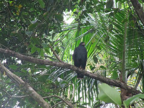 Big Bird Gandoca Manzanillo Reserve South Of Puerto Viejo Flickr