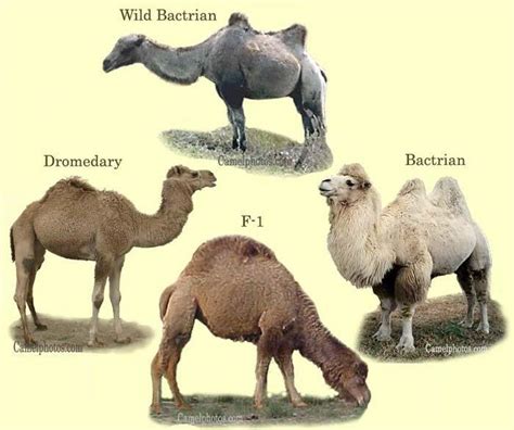 Various Type Of Camels F1 Is The Hybrid Between Dromedary And Bactrian