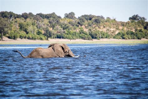 Swimming Elephants Of Botswanas Chobe River Botswana National Parks