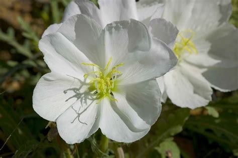 White Blooming Flower Free Image Download