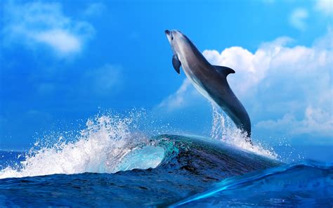 Tải Download Hình Nền Con Cá Heo Dolphin 4k Ultra Full Hd