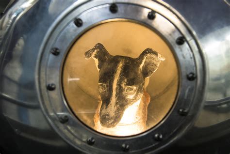 The first living creatures in space were fruit flies, sent up by the americans as an experiment to test the effect of radiation on dna in 1947. Animals in Space: How Russian Dog Laika Became the World's ...