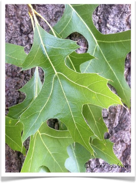 Pin Oak Quercus Palustris Leaves Boulder Tree Care Pruning