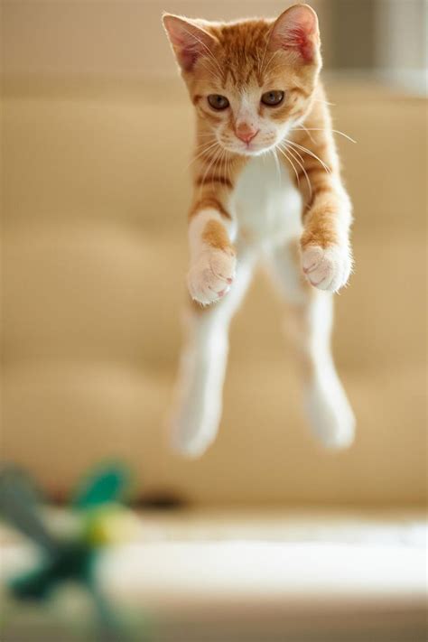 Chasing By Akimasa Harada On 500px Jumping Cat Cats Ninja Cats