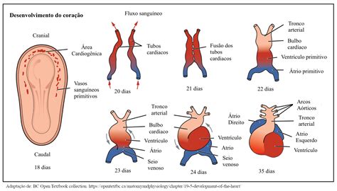 Portal EduCapes Embriologia Do Sistema Cardiovascular