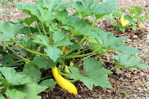 Yellow Squash On Plant Free Stock Photo Public Domain Pictures