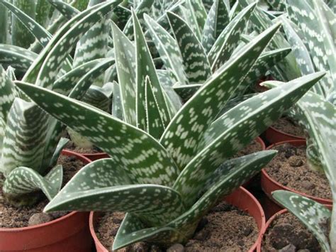 Todo Sobre El Aloe Variegata ¿como Es Cultivo Riego Sustrato Etc